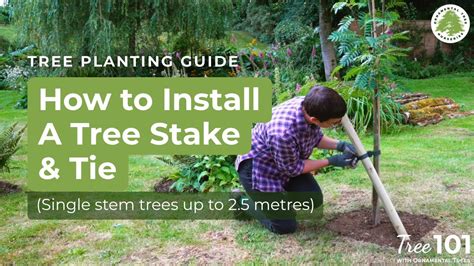 How to Stake .